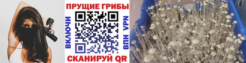как найти   Вольск  Псилоцибиновые грибы GOLDEN TEACHER 